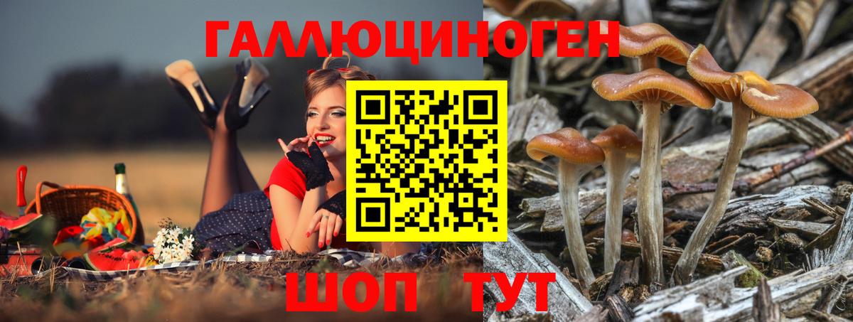 Псилоцибиновые грибы Cubensis Городец